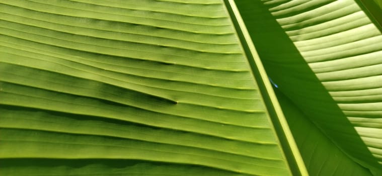 Green Banana leaf in nature, Banana leaf
