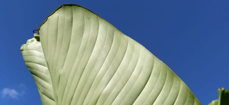 Green Banana leaf in nature, Banana leaf