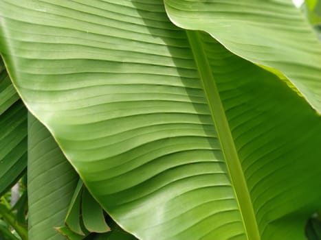 Green Banana leaf in nature, Banana leaf.