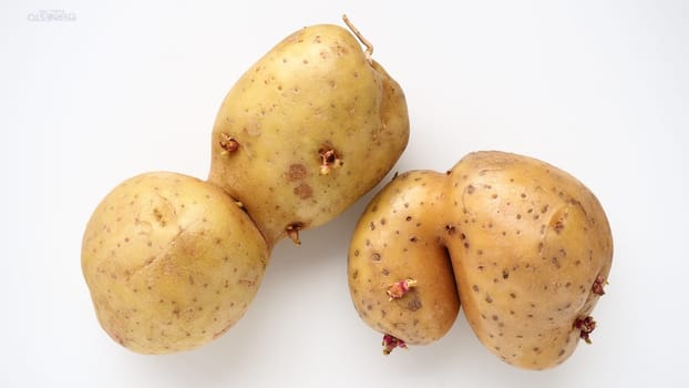 Ugly potatoes on white background. Unnormal vegetable, zero waste. Irregular shaped pratie spud. Influence of dioxins, radiation, pesticides and mutagenic factors on plant development