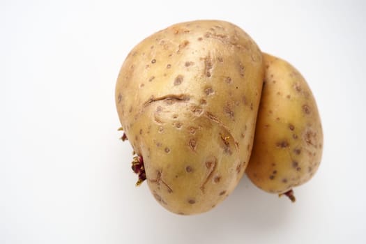 Ugly potatoes on white background. Unnormal vegetable, zero waste. Irregular shaped pratie spud. Influence of dioxins, radiation, pesticides and mutagenic factors on plant development