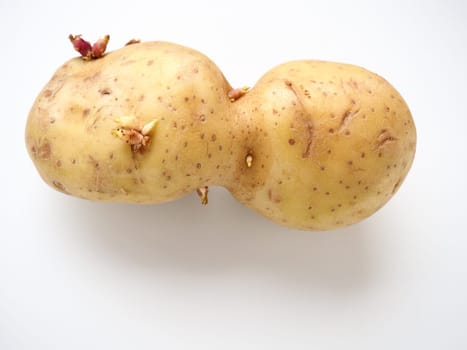 Ugly potatoes on white background. Unnormal vegetable, zero waste. Irregular shaped pratie spud. Influence of dioxins, radiation, pesticides and mutagenic factors on plant development