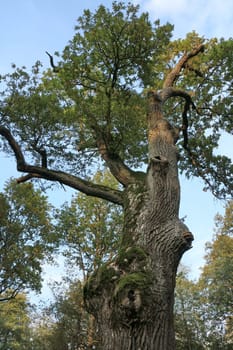 mighty giant oak tree low angle view texture