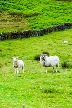 View of English grazing sheep in countryside