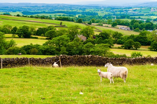 View of English grazing sheep in countryside