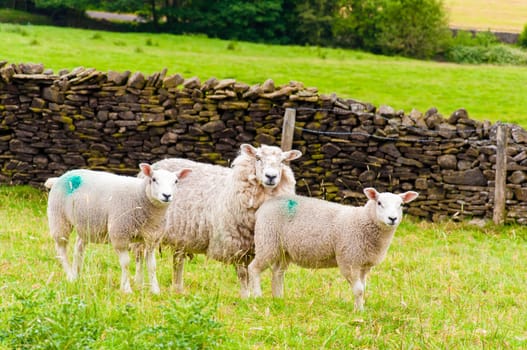 View of English grazing sheep in countryside