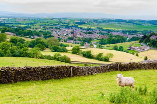 View of English grazing sheep in countryside