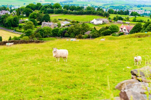 View of English grazing sheep in countryside