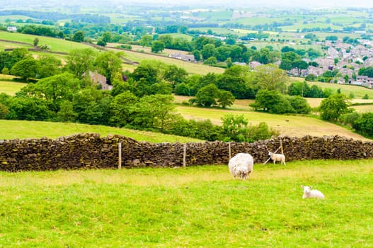 View of English grazing sheep in countryside