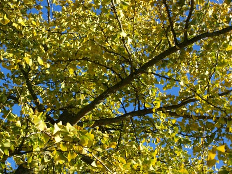 Ginkgo biloba