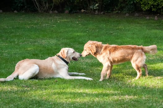 Two friendly dogs on grass in house backyard