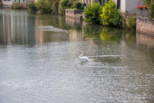 Strasbourg, water canal in Petite France area. timbered houses and trees in Grand Ile. Alsace, France. in the foreground white swan