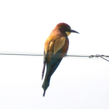 Bienenfresser, Merops apiaster