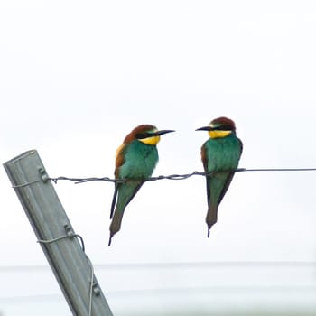 Bienenfresser, Merops apiaster