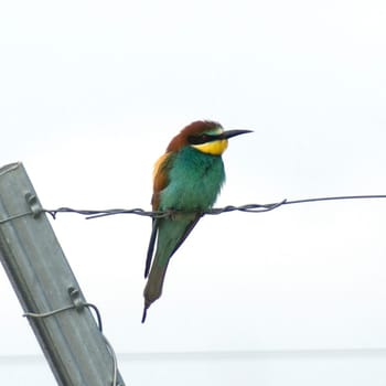 Bienenfresser, Merops apiaster