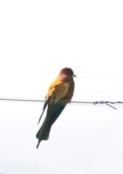 Bienenfresser, Merops apiaster