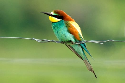 Bienenfresser, Merops apiaster