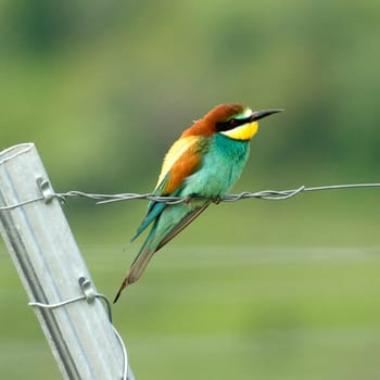 Bienenfresser, Merops apiaster
