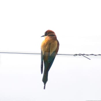 Bienenfresser, Merops apiaster