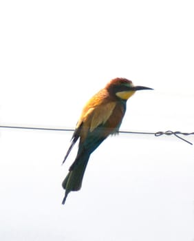 Bienenfresser, Merops apiaster