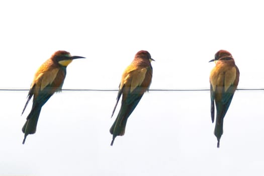 Bienenfresser, Merops apiaster