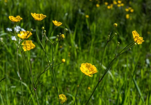 Buttercups Close Up in with grass in the background.