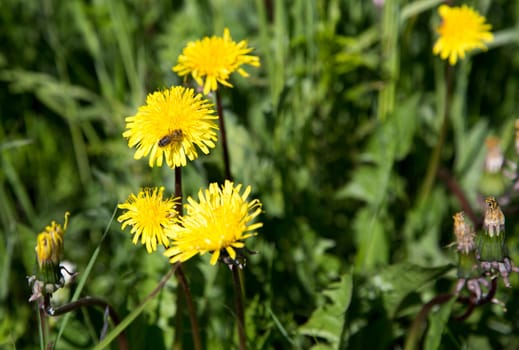 Bee on a Dandelion with grass in the background.
