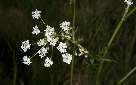 Cow Parsley Close Up with grass in the background.