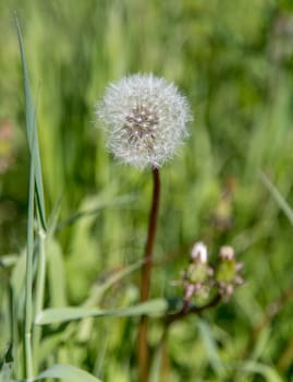 Dandelion with Seeds and grass in the background.