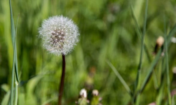 Dandelion with Seeds and grass in the background.