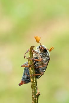 Maikaefer  Melolontha