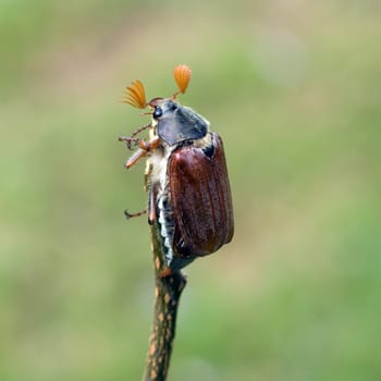 Maikaefer  Melolontha