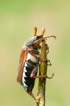 Maikaefer  Melolontha