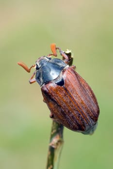 Maikaefer  Melolontha