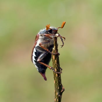 Maikaefer  Melolontha