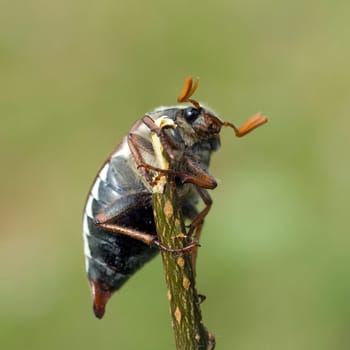 Maikaefer  Melolontha