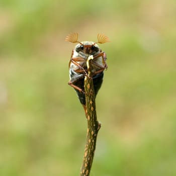 Maikaefer  Melolontha