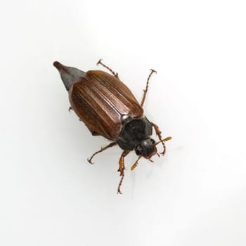 Maikaefer  Melolontha  weiblich