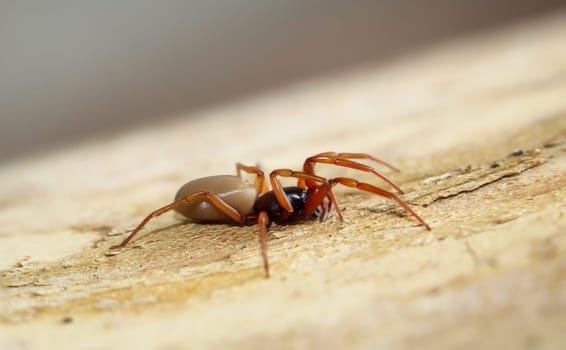 Close-up of a six-eyed spider. It is a family of the true web spiders.