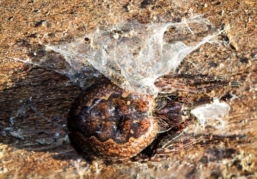 Close up of a crevice cross spider sitting on a piece of tree bark.
