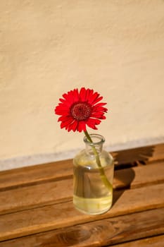 A red gerbera in a bottle. A flower in a bottle.
