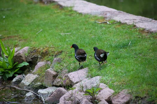 Two pond rails walk along the bank of a pond.