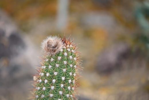 Portrait of a cactus, the fruits of a cactus. A cactus in a tropical environment.
