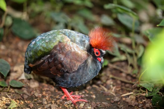 An ostrich quail, (Rollulus rouloul) roams the bushes.