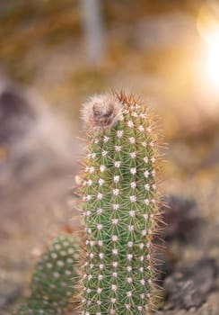Portrait of a cactus, the fruits of a cactus. A cactus in a tropical environment.