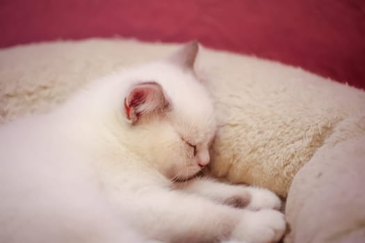 Portrait of a small British Longhair cat. Close up of a kitten.