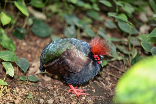 An ostrich quail, (Rollulus rouloul) roams the bushes.