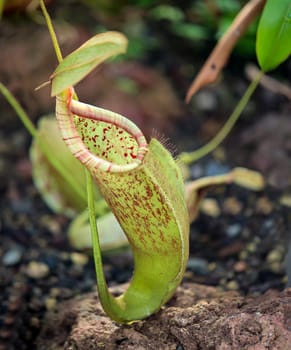 The flower of a black and red pitcher plant, an orchid in a greenhouse.