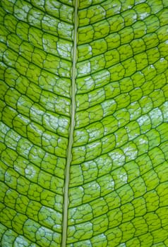 A close-up of a plant leaf. A texture of a leaf of a plant.