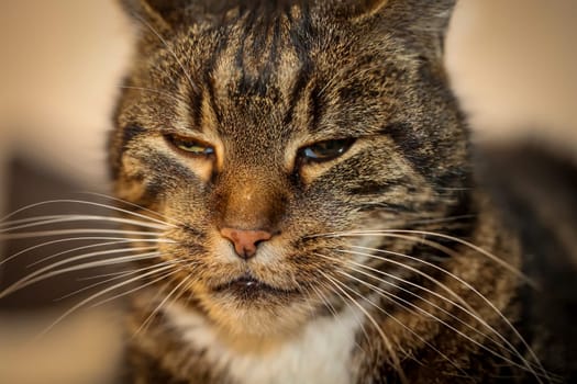 Portrait of a house cat, a cat with reddish-brown fur.
